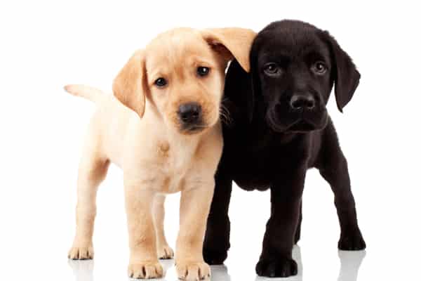 cute puppies