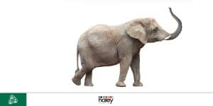 staffing-customers-like-elephants